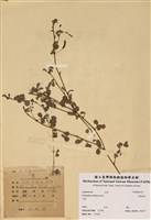 藏品(蠅翼草(三點金草))的圖片